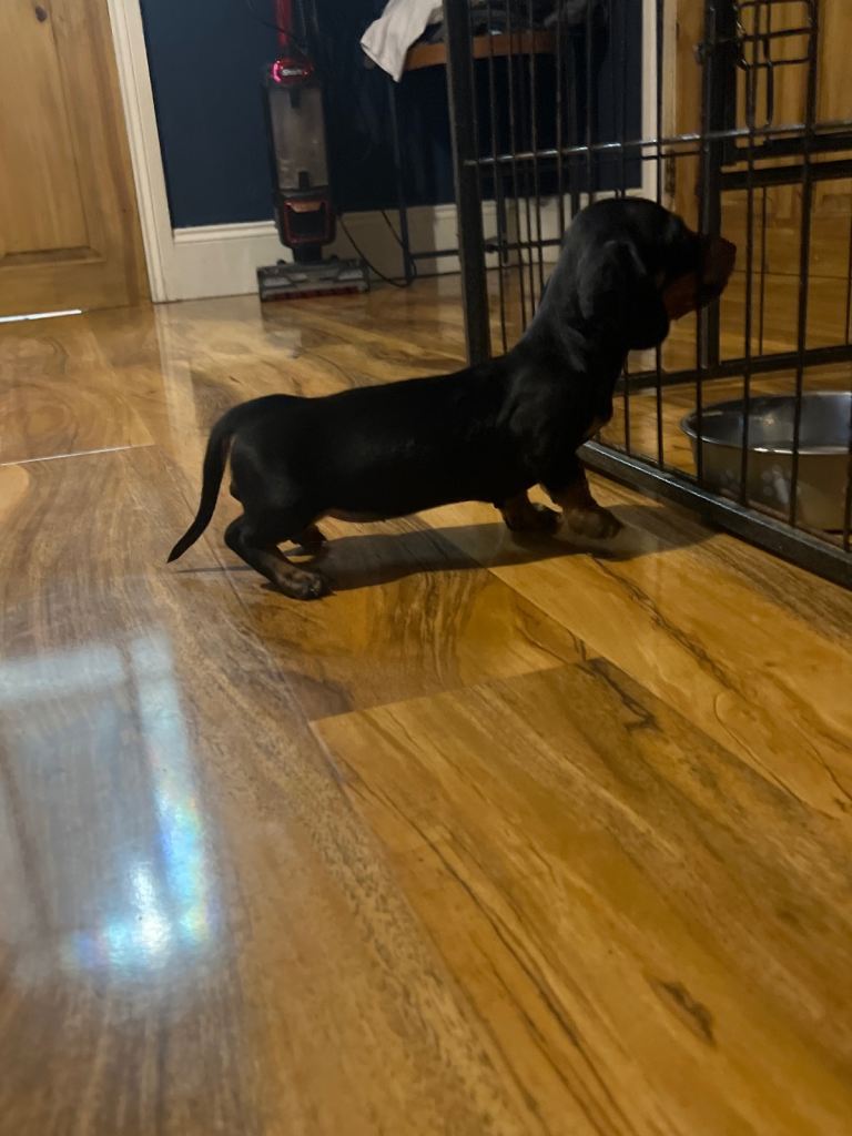 True miniature dachund 