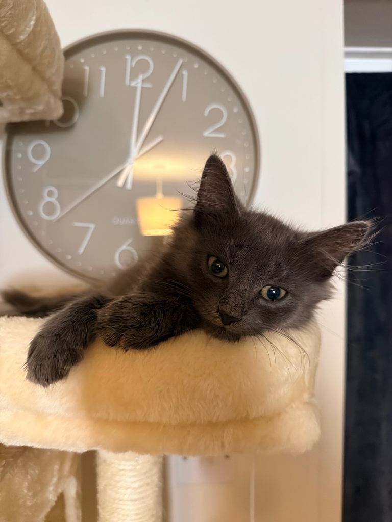 Beautiful Fluffy Grey Kittens – Vet Checked, Microchipped & Ready Now