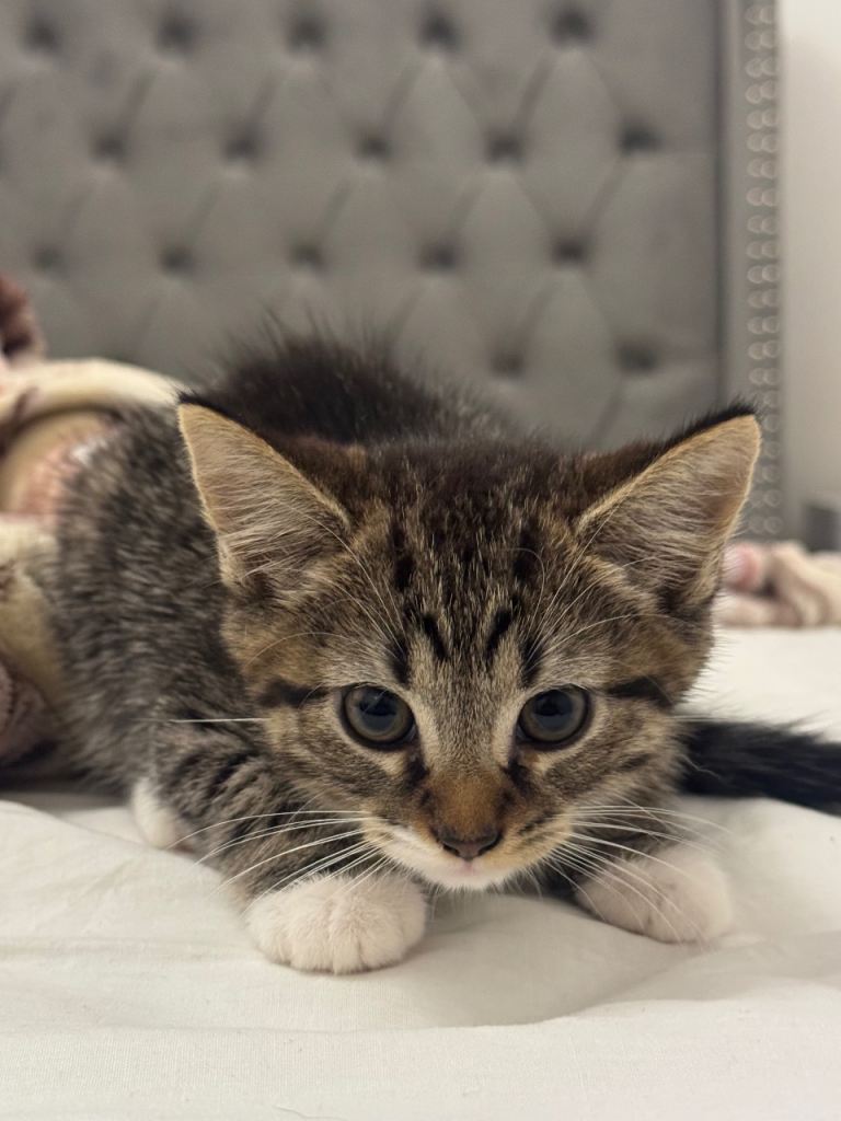 Male kitten 