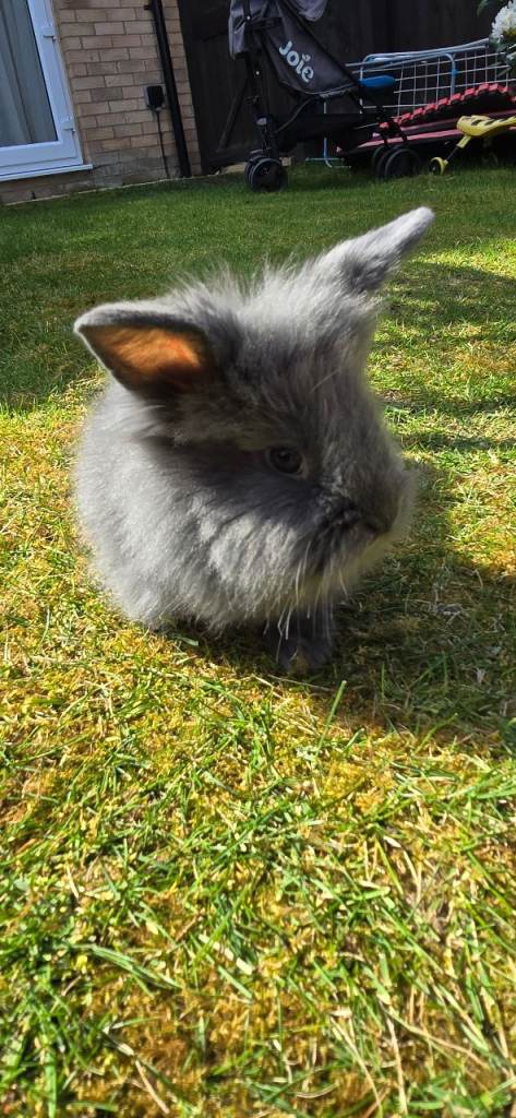 Little bunnies