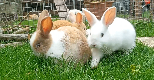 Bunnys