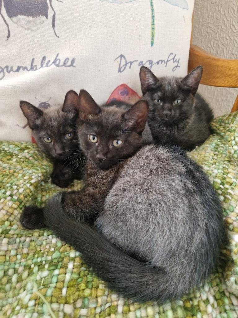 Green-eyed Colour Point Cross Kittens x3 ready now