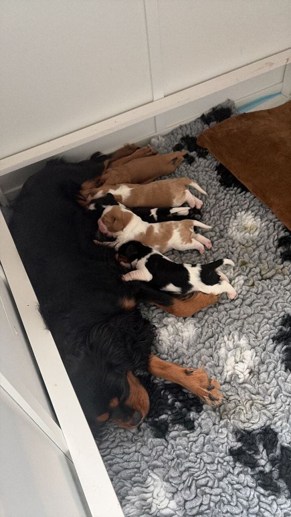 Beautiful cavalier king Charles spaniel puppies 