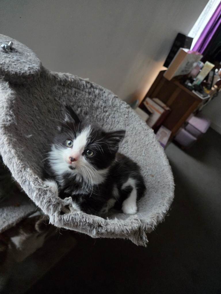 little kitten is looking for a good home