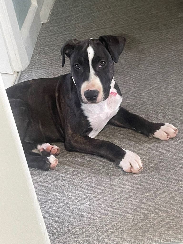 English bull terrier x Staffy girl 15 weeks 