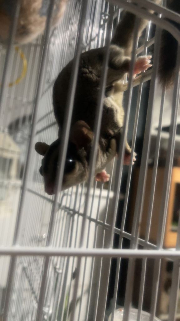 2 Sugar gliders