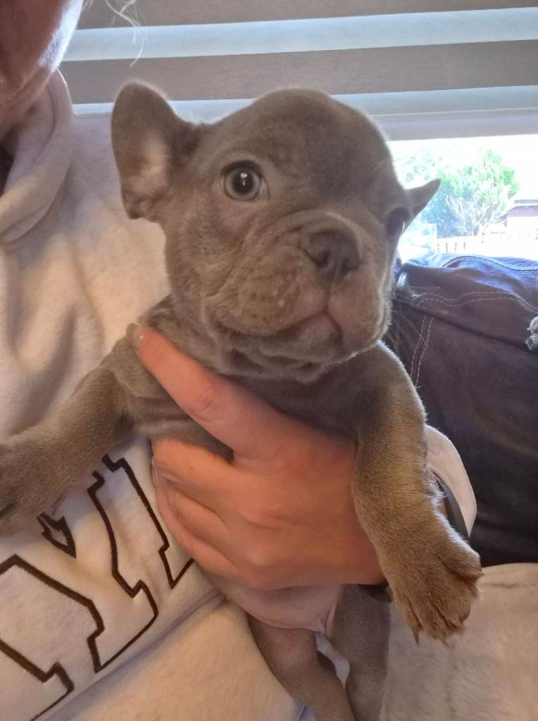 French bulldog puppies