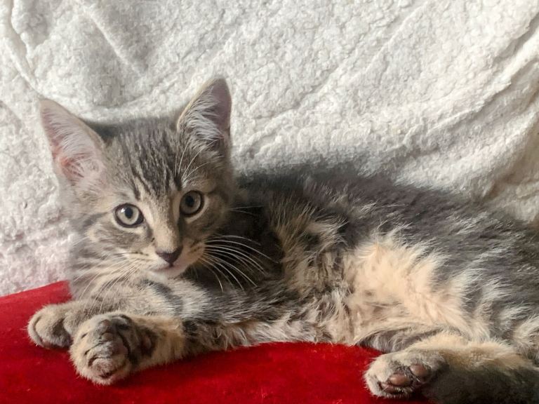For Sale One Gorgeous Grey Tabby Boy Kitten
