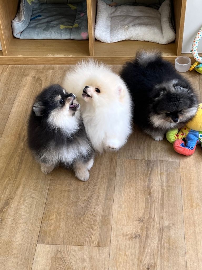 Pom Puppies from Five Star breeder 