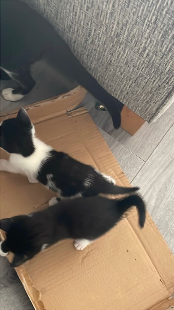 2 black and white female kittens left
