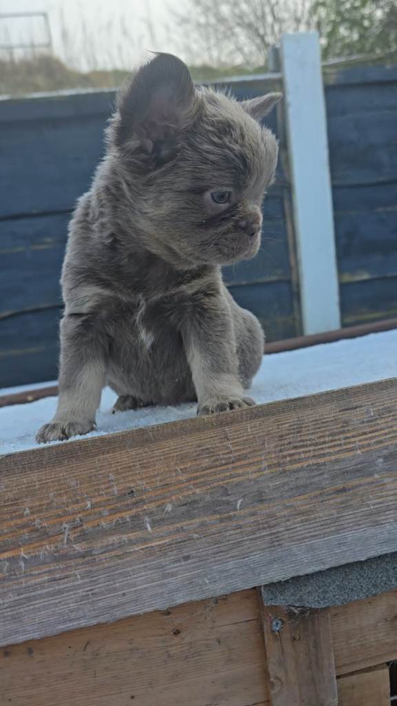 Quality French bulldogs