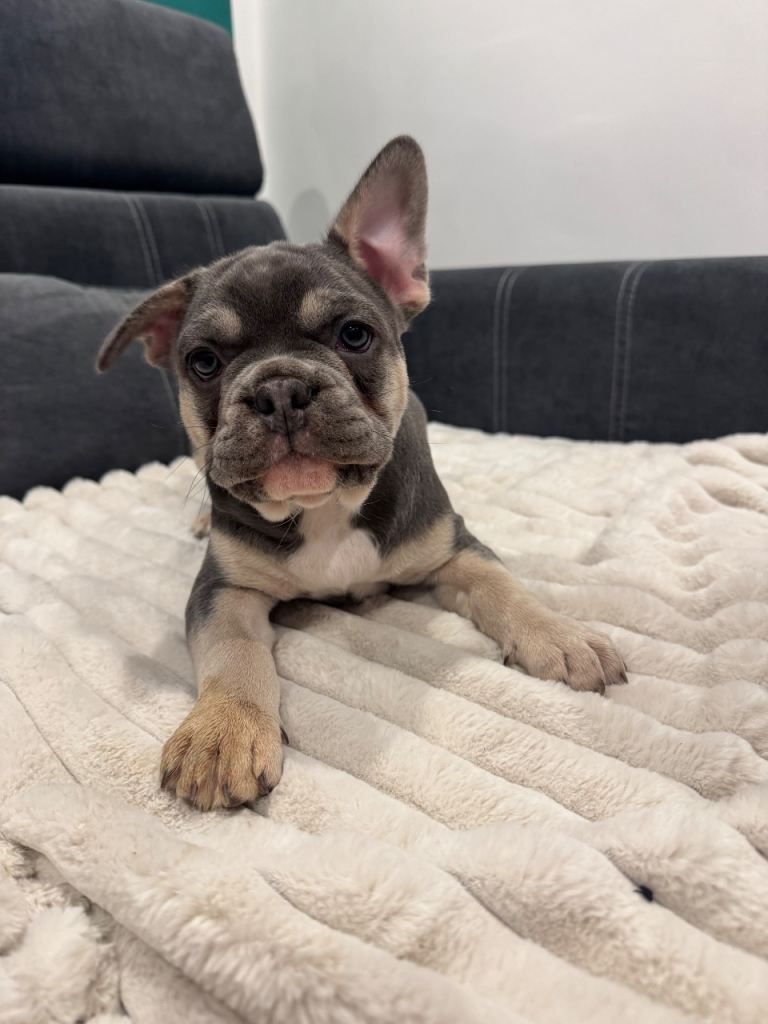 🐾 Blue & Tan French Bulldog Puppy – Ready Now 🐾