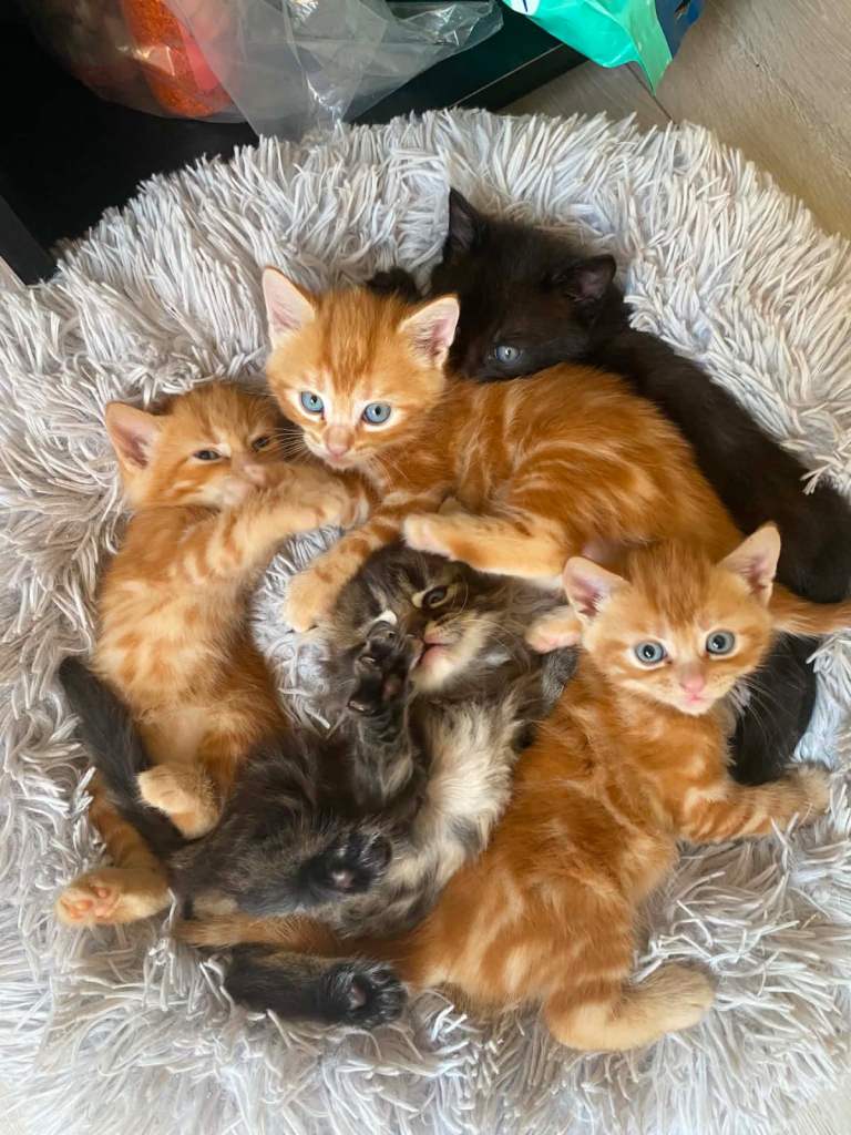 I am selling kittens.