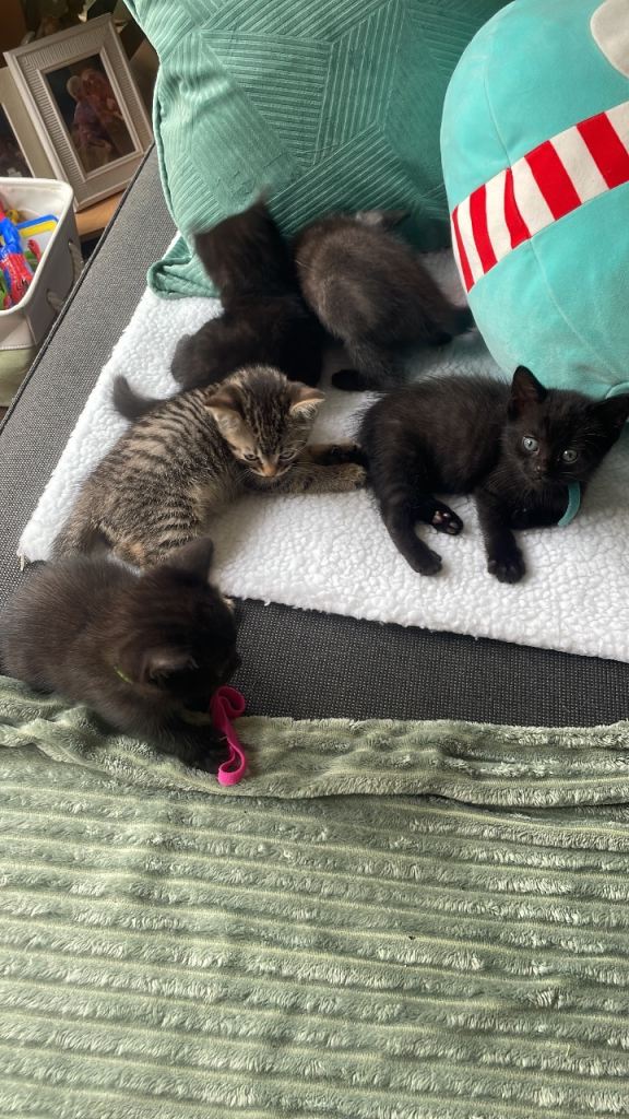 Cats looking for there forever home! 