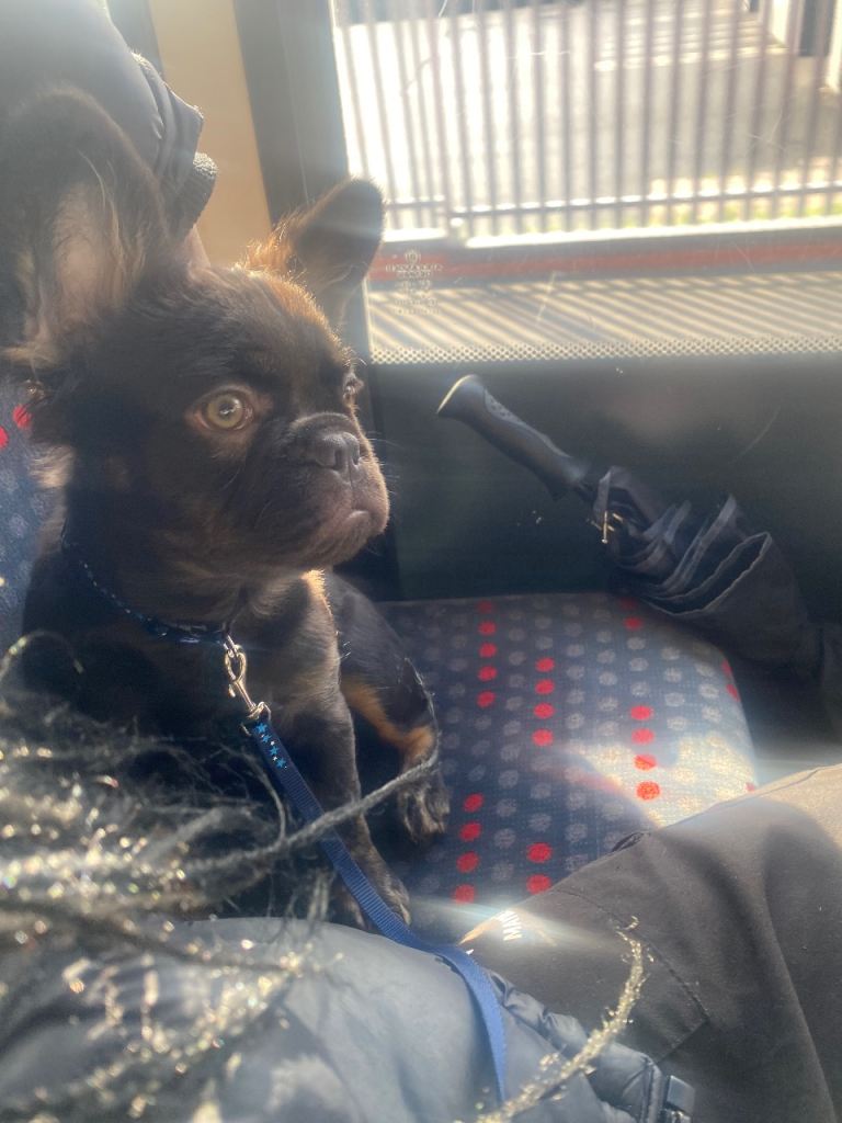 Fluffy frenchie (male)for sale 