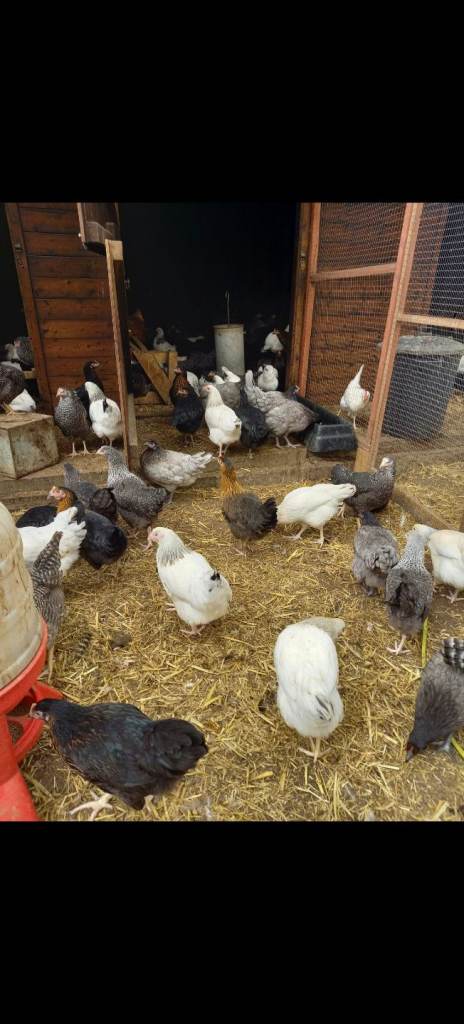 Fresh laying hens available 🐔🥚 