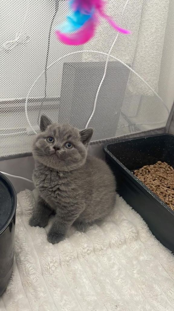 gccf registered british shorthair kittens 