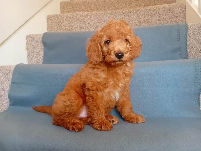 Red Goldendoodle puppy