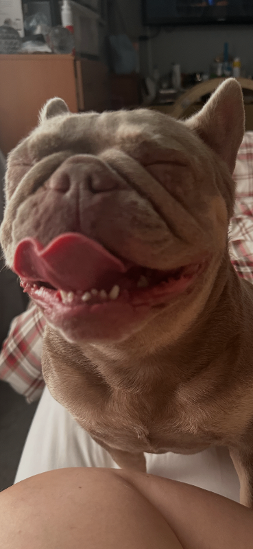 Female dog