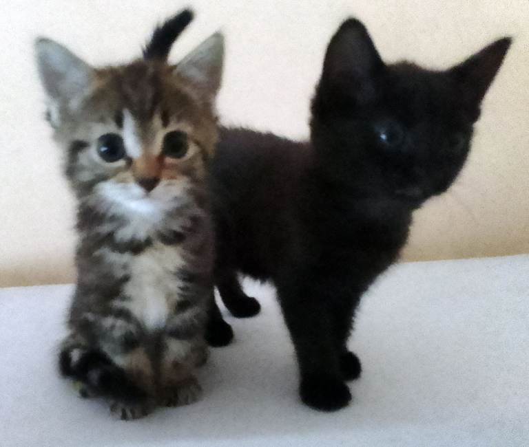 2 Beautiful female kittens