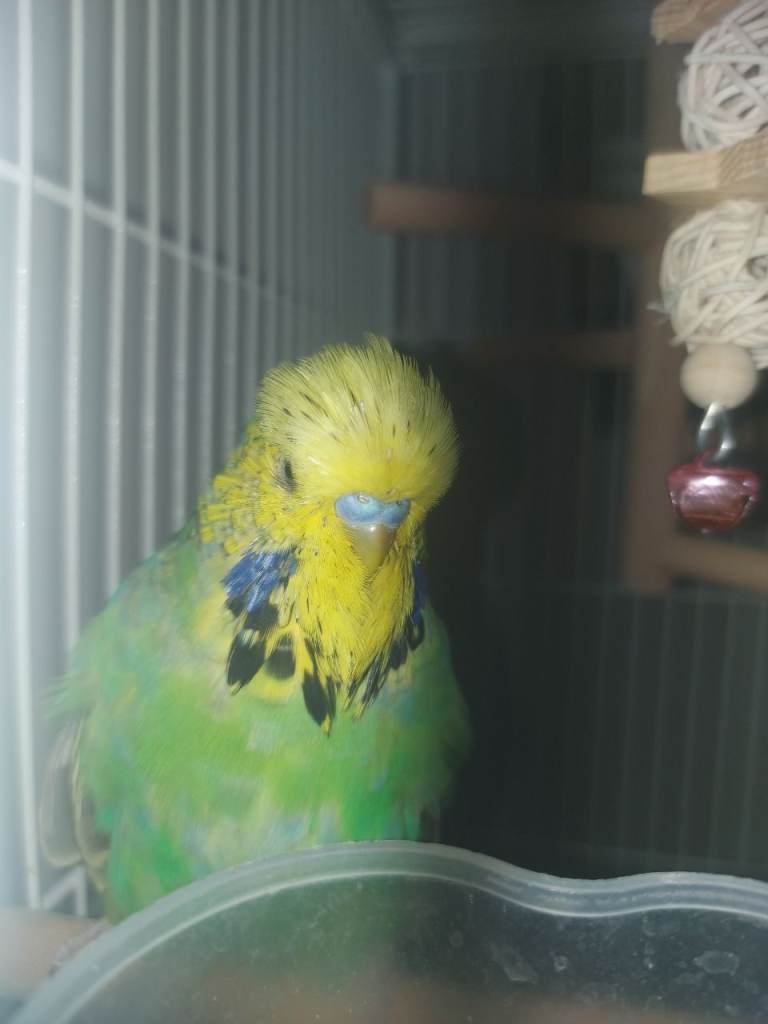 2 budgies and cage for sale 