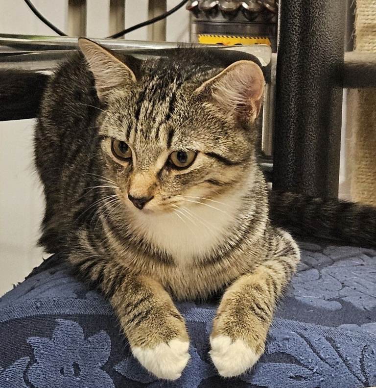 Handsome Young Male Tabby – Ready for a New Home