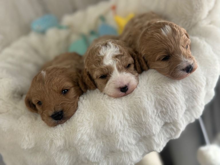 F1B cavapoo full DNA health tested clear