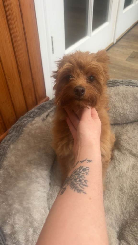 Miniature Yorkie-Poodle Mix