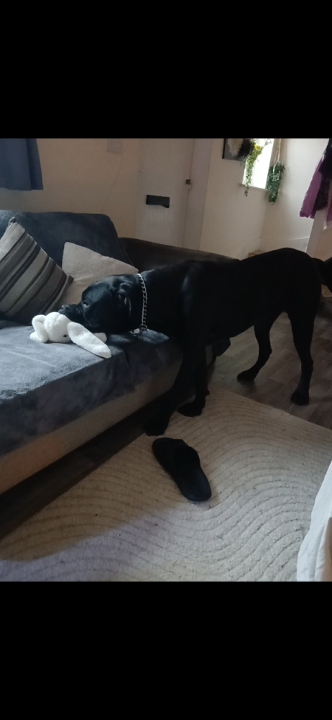 King corso dane (Cody)