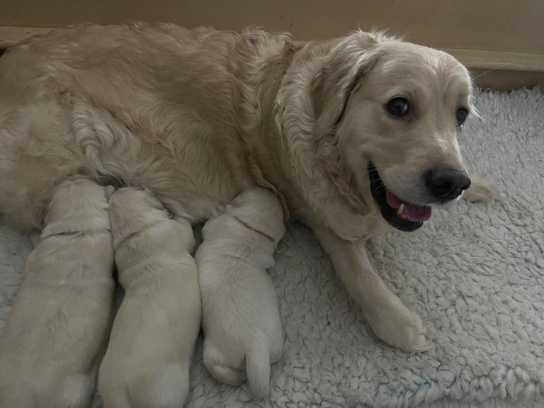 Gorgeous Golden Retriever puppies 
