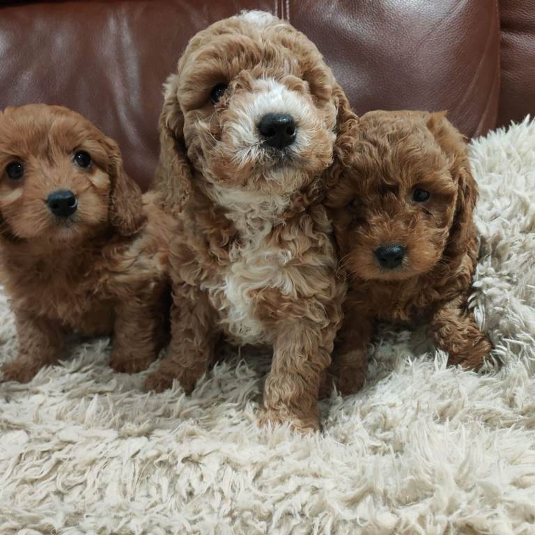 Miniature Cockapoo puppies 
