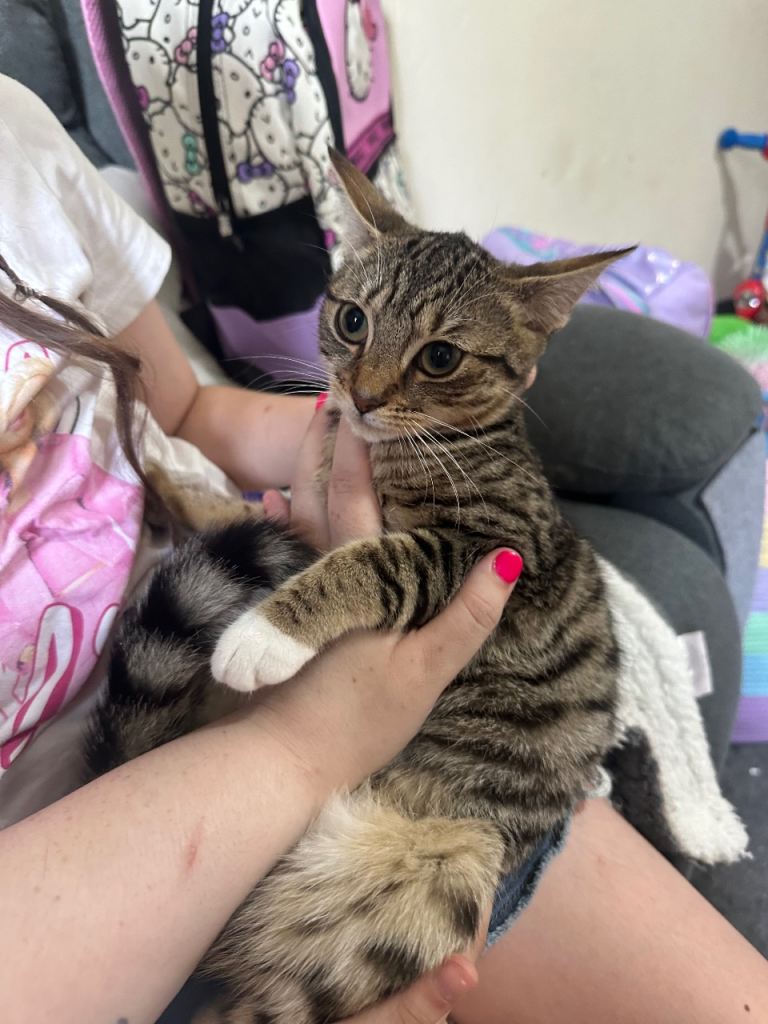 Tabby kitten