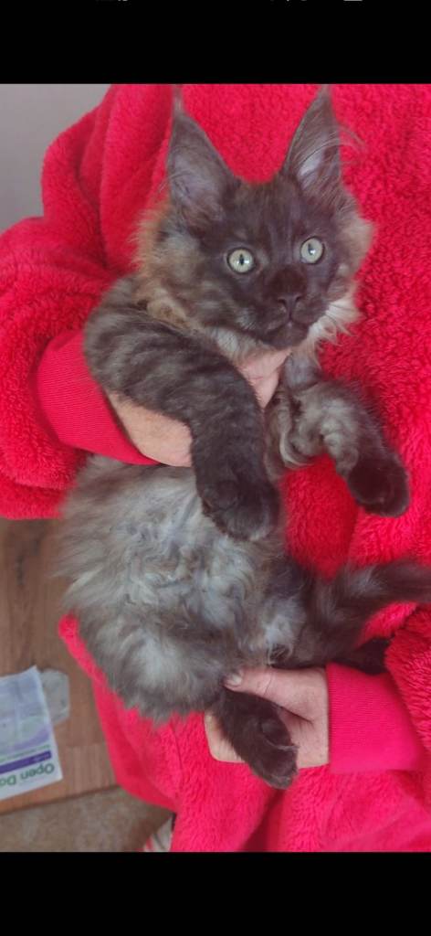 Kitten maine coon