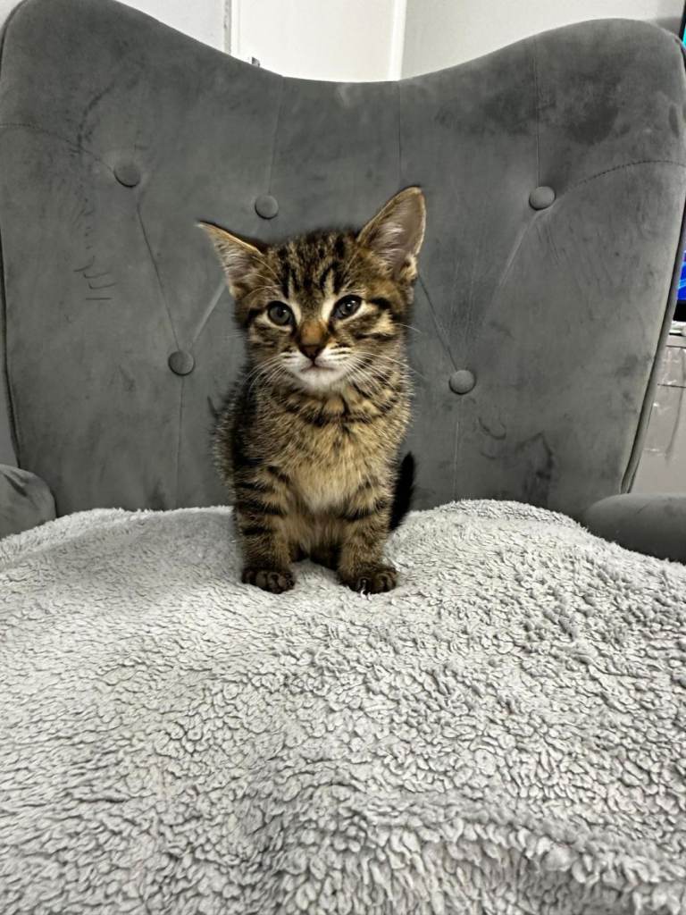 Very friendly Male Tabby Kitten – 8 Weeks Old – Ready Now