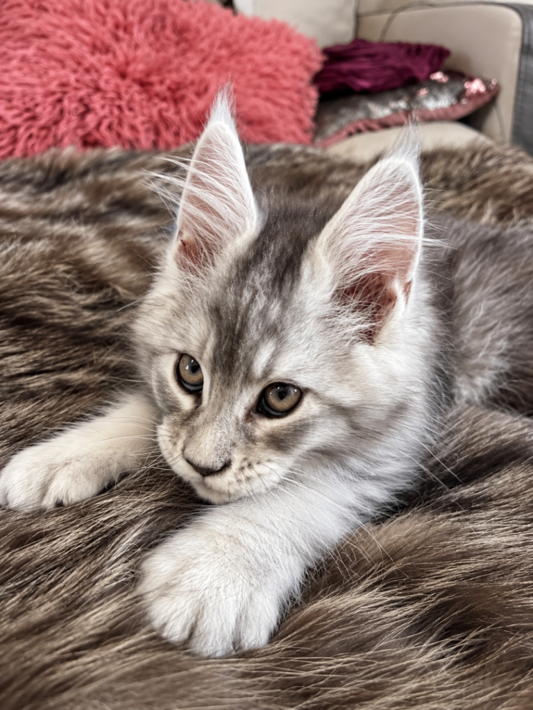 🐾 Meet Yuky – Our Handsome Silver Maine Coon Prince! 🐾💙