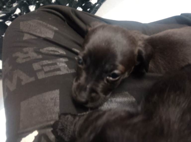 Beautiful pups for sale 