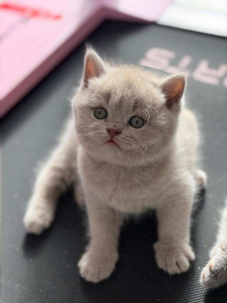 British short hair kittens