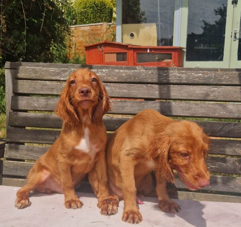 Cocker spaniel pups fully vaccinated males available 