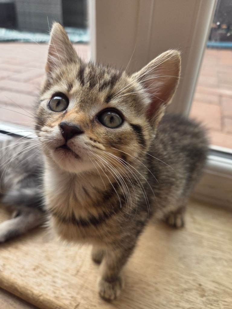 9weeks old kittens for sale 