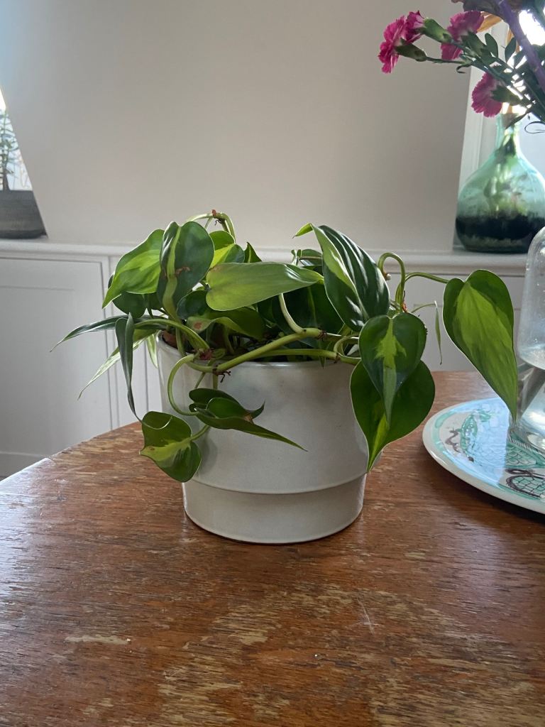 Houseplant - Large brazil sweetheart 