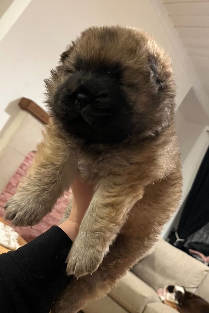 Chow chow puppies 
