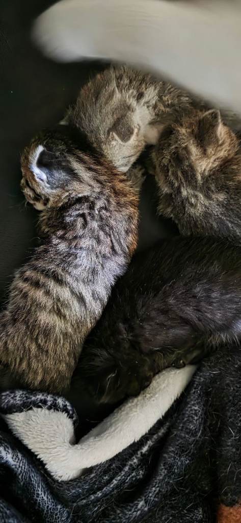 Baby cats british short hair/some blue 