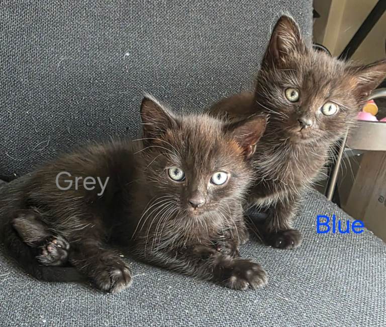 🐈‍⬛🩶 LAST WEE BOY LOOKING FOR HIS FOREVER HOME 🩶🐈‍⬛