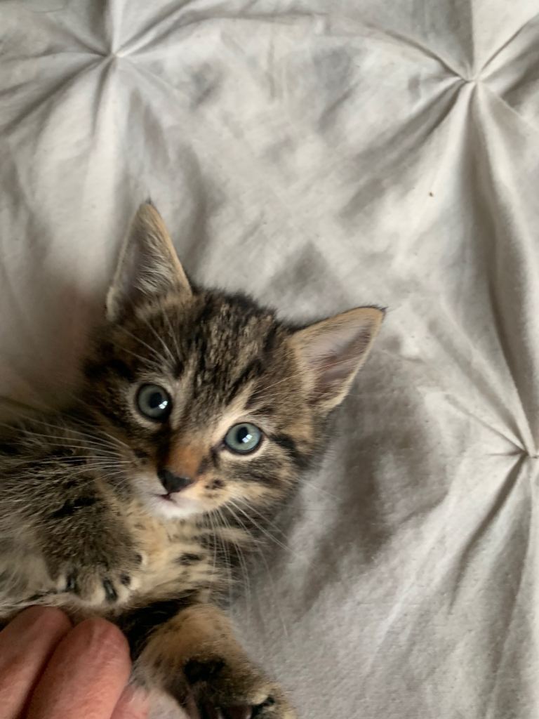 Kitten 