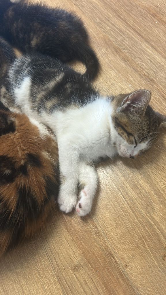 2 beautiful kittens 