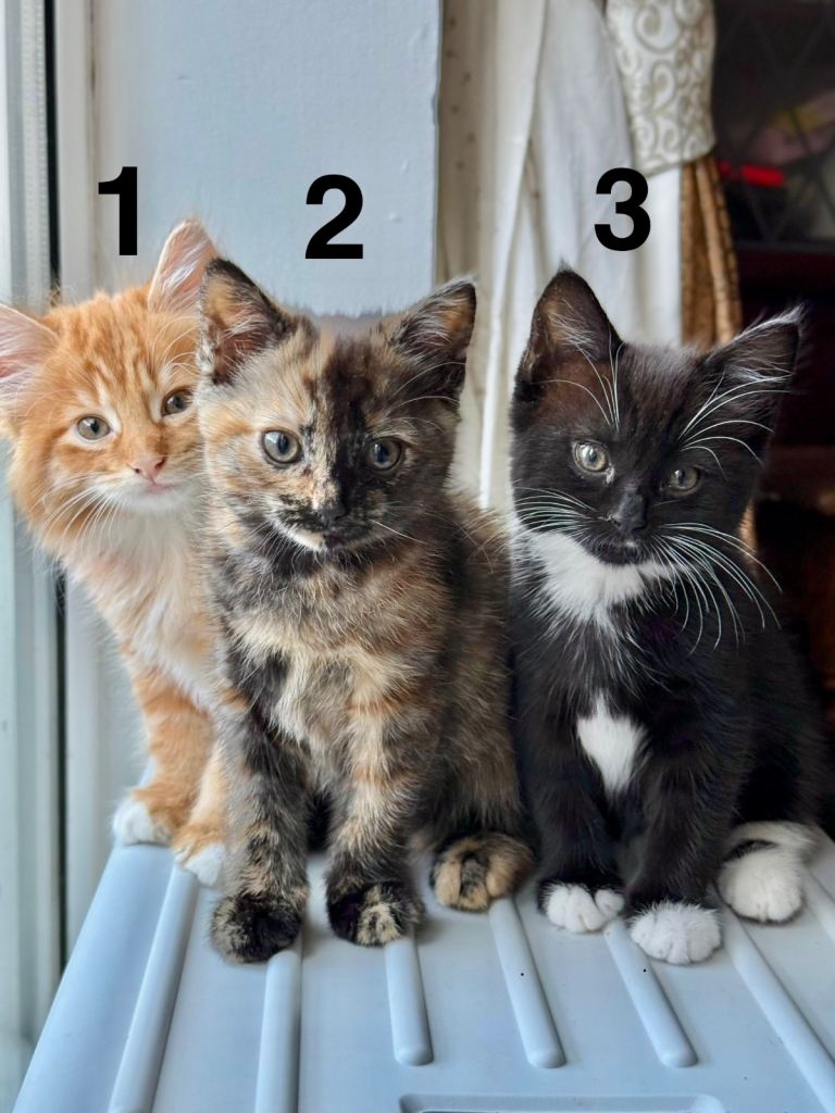 Disclaimer: listing is reserved 