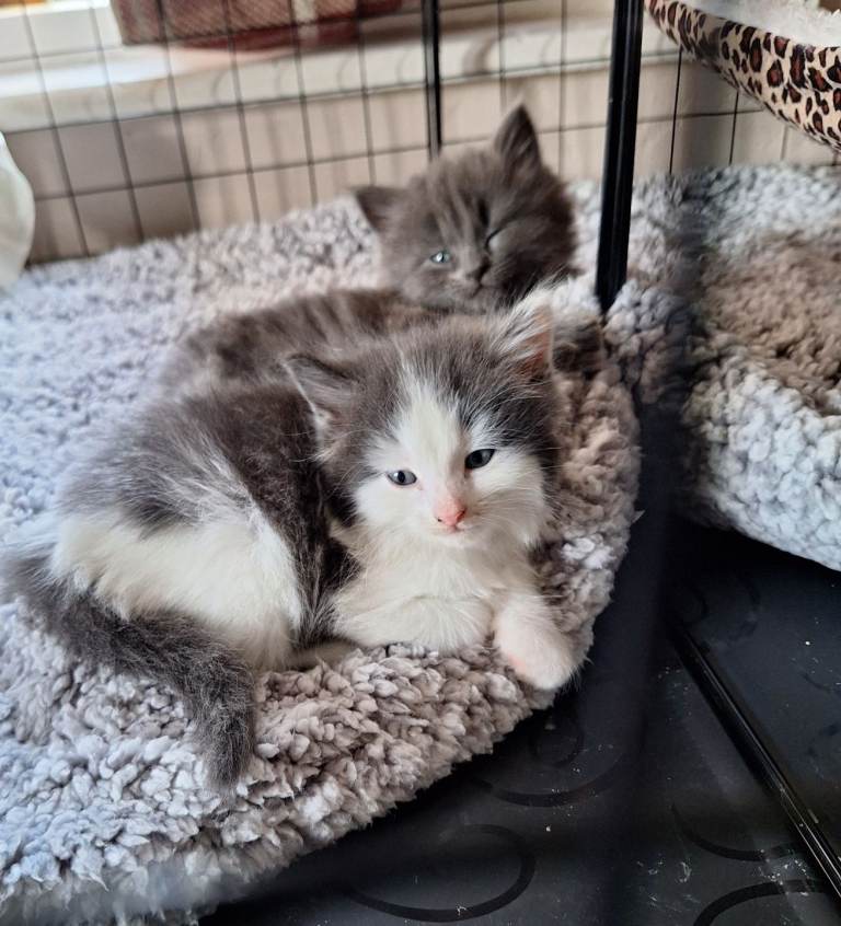 Beautiful ragdoll cross kittens for sale