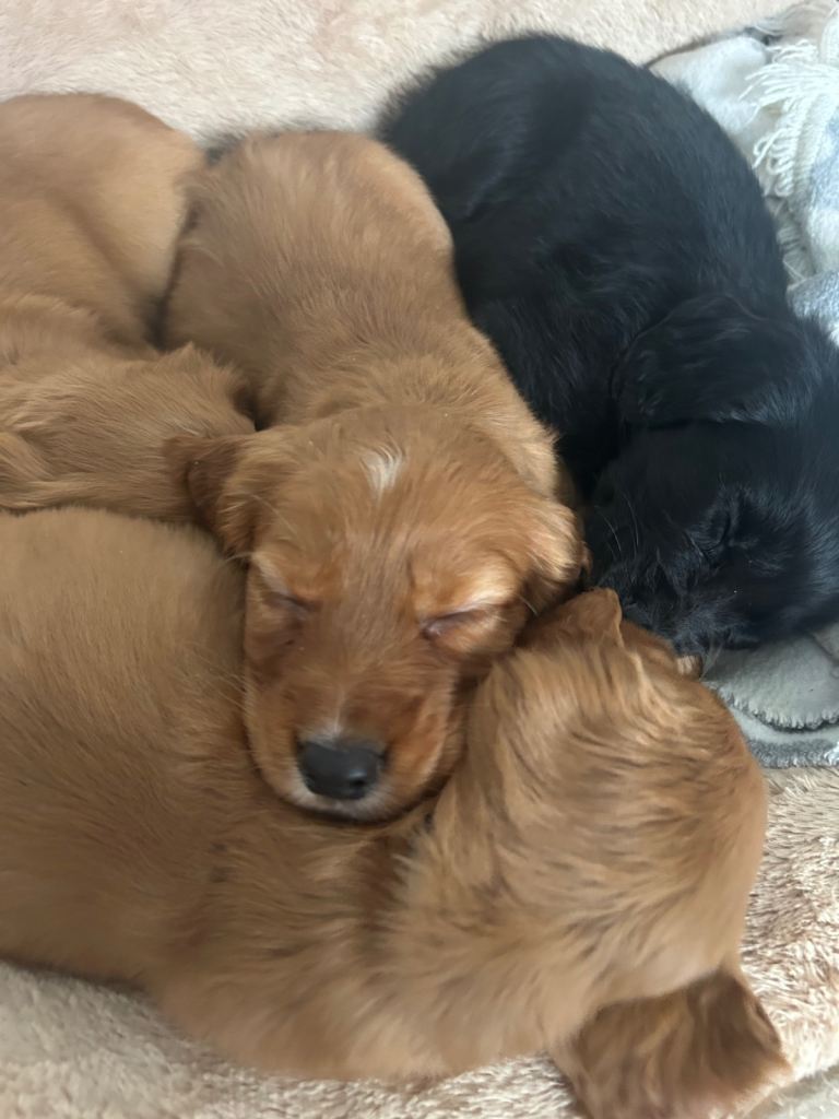 Cocker spaniel puppies