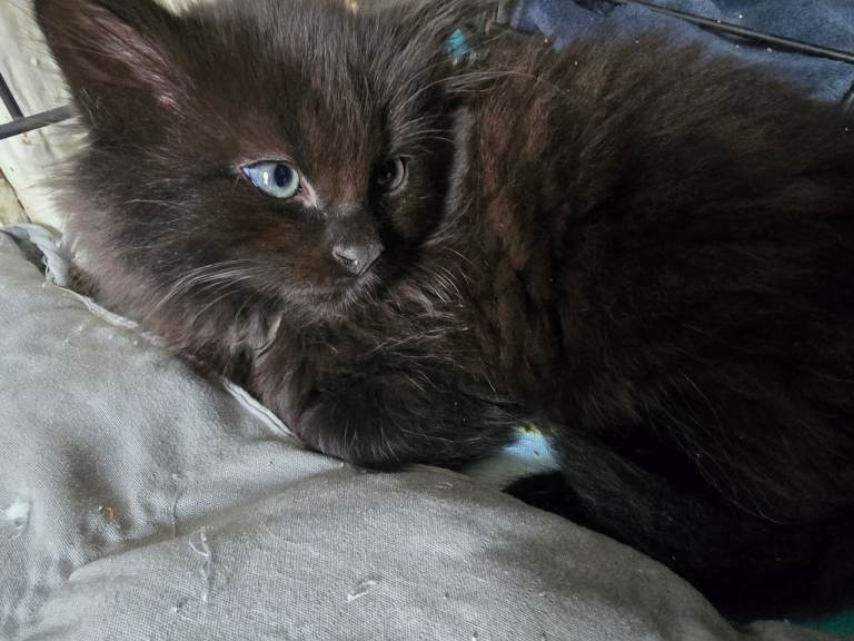 Black fluffy kittens 