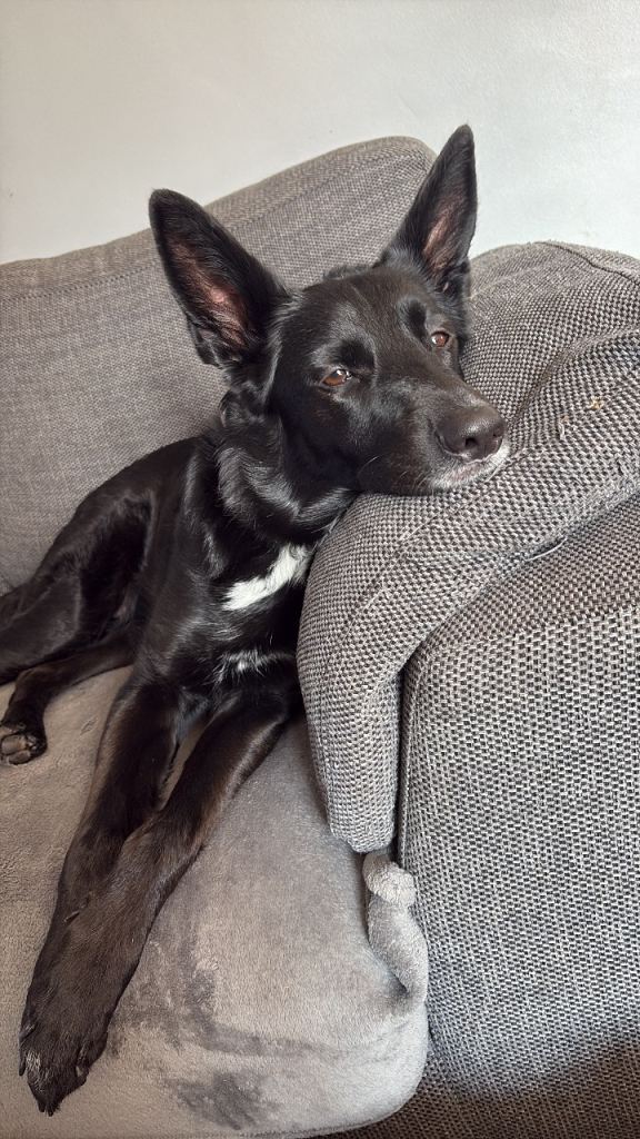 3 year old GSD/ border collie